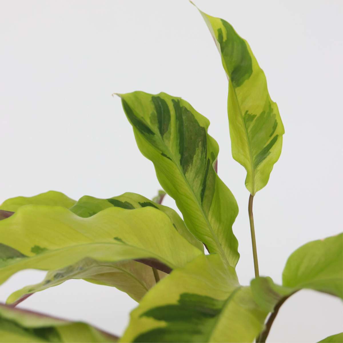 Calathea Påfågelväxt - Kalatea - Calathea 'Yellow Fusion' - Höjd 30-40Cm - ⌀14Cm