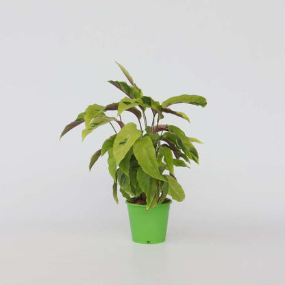 Calathea Påfågelväxt - Kalatea - Calathea 'Yellow Fusion' - Höjd 30-40Cm - ⌀14Cm