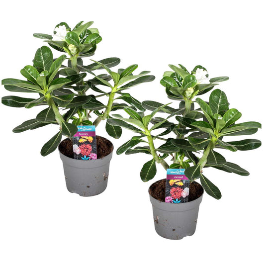 Florastore Ökenros - Set Om 2 - Adenium Obesum - Höjd 30-40Cm - ⌀13Cm