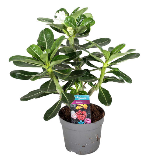 Florastore Ökenros - Adenium Obesum - Höjd 30-40Cm - ⌀13Cm