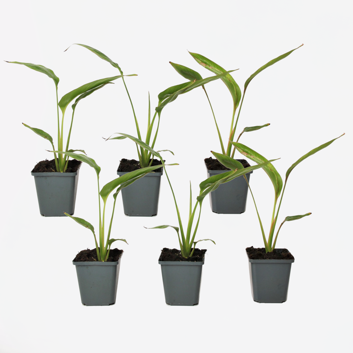 Florastore Resenärensträd - Set Om 6 - Ravenala Madagascariensis - Höjd 25-40Cm - ⌀9Cm