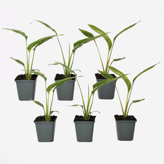 Florastore Resenärensträd - Set Om 6 - Ravenala Madagascariensis - Höjd 25-40Cm - ⌀9Cm