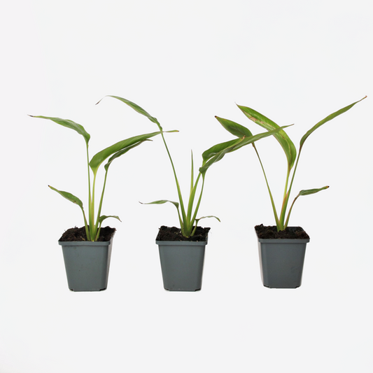 Florastore Resenärensträd - Set Om 3 - Ravenala Madagascariensis - Höjd 25-40Cm - ⌀9Cm