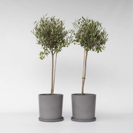 Olive Trees Olivträd - Set Om 2 - Olea Europaea - Höjd 80-90Cm - ⌀19Cm