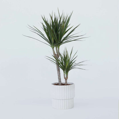 Dracaena Banddracena - Dracaena Marginata - Höjd 70-80Cm - ⌀17Cm
