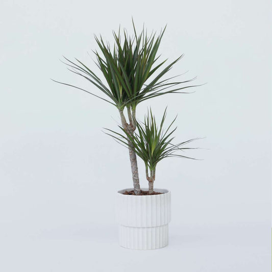 Dracaena Banddracena - Dracaena Marginata - Höjd 70-80Cm - ⌀17Cm