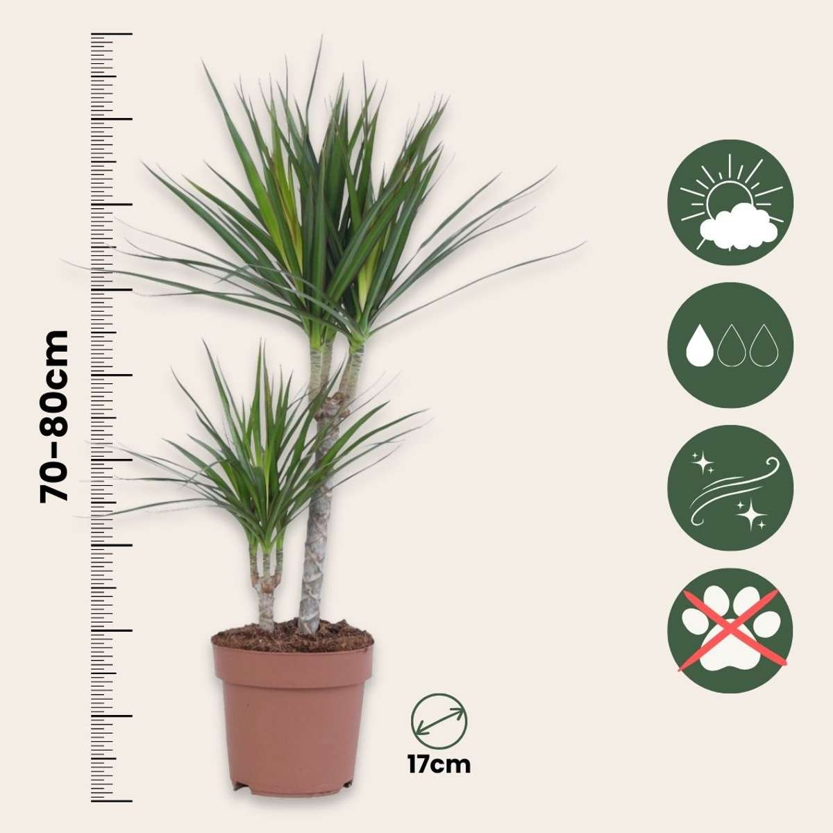Dracaena Banddracena - Dracaena Marginata - Höjd 70-80Cm - ⌀17Cm