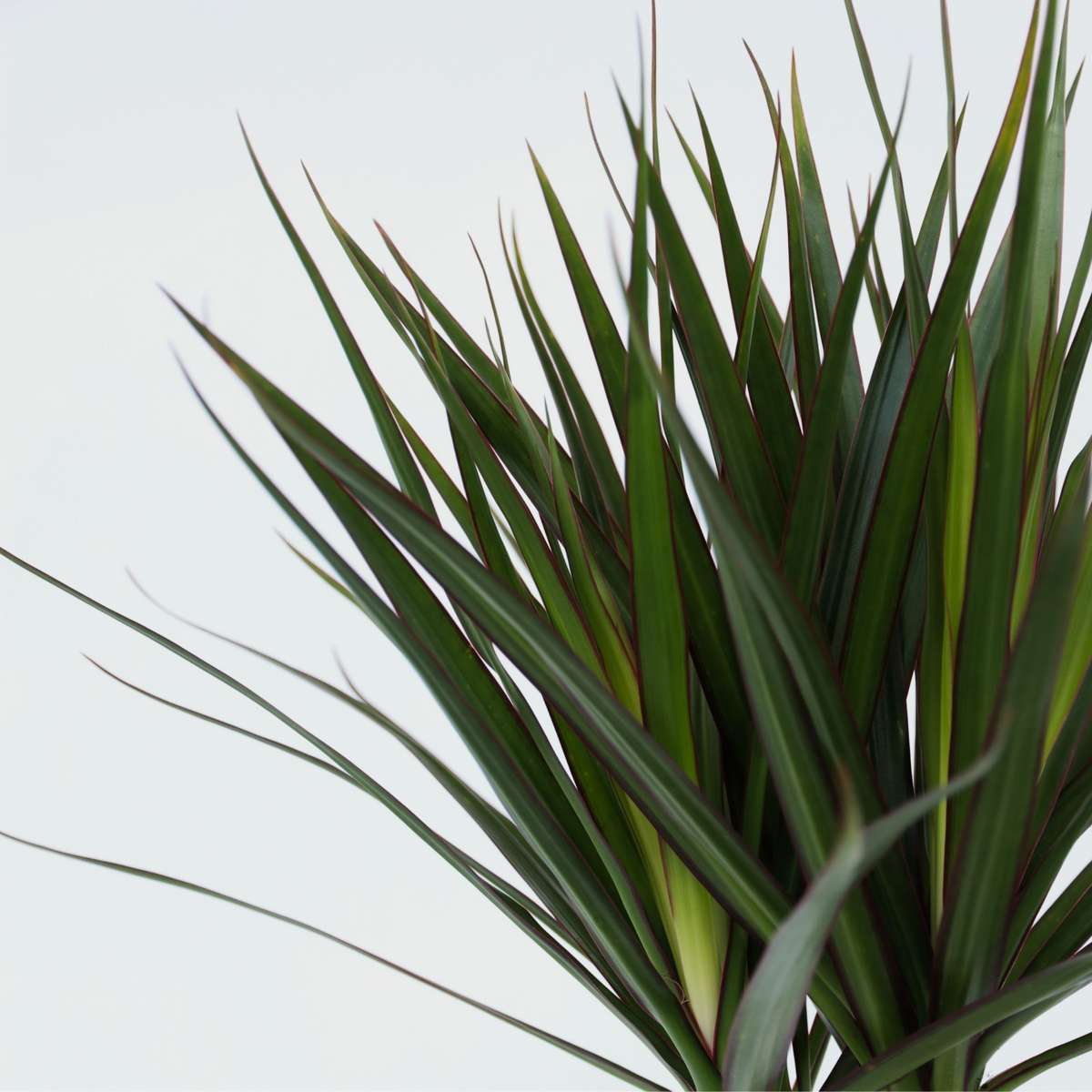 Dracaena Banddracena - Dracaena Marginata - Höjd 70-80Cm - ⌀17Cm