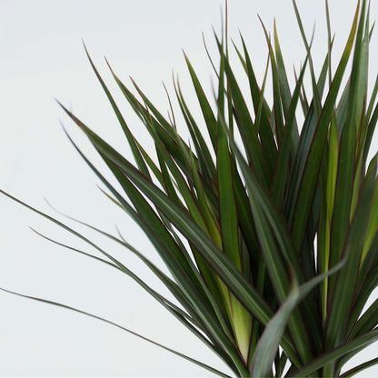 Dracaena Banddracena - Dracaena Marginata - Höjd 70-80Cm - ⌀17Cm