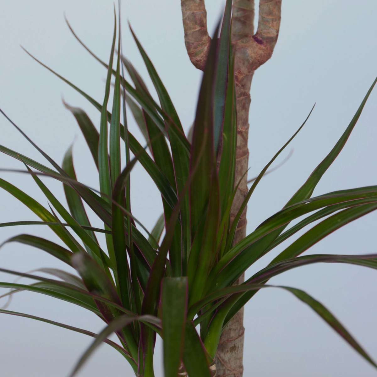 Dracaena Banddracena - Dracaena Marginata - Höjd 70-80Cm - ⌀17Cm