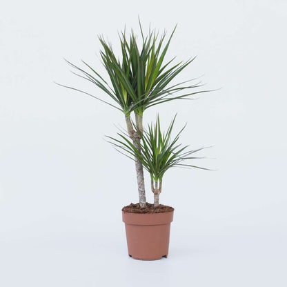 Dracaena Banddracena - Dracaena Marginata - Höjd 70-80Cm - ⌀17Cm