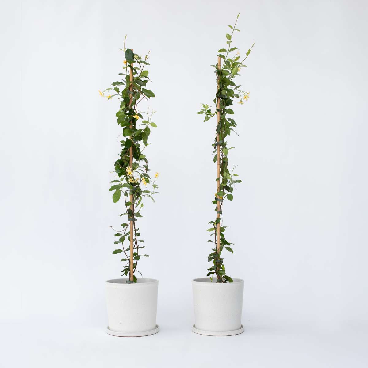 Florastore Jasmin - Set Om 2 - Trachelospermum Jasminoides - Höjd 110-120Cm - ⌀17Cm