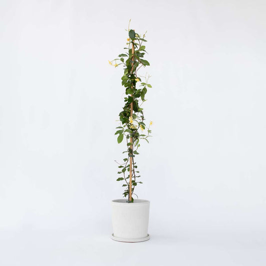Florastore Jasmin - Trachelospermum Jasminoides - Höjd 110-120Cm - ⌀17Cm