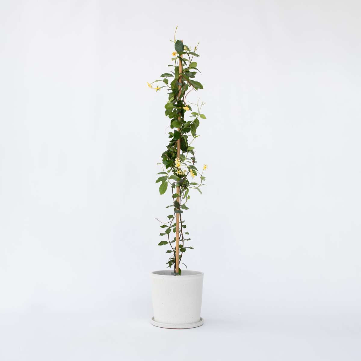 Florastore Jasmin - Trachelospermum Jasminoides - Höjd 110-120Cm - ⌀17Cm