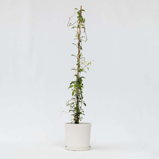 Florastore Jasmin - Trachelospermum Jasminoides - Höjd 110-120Cm - ⌀17Cm