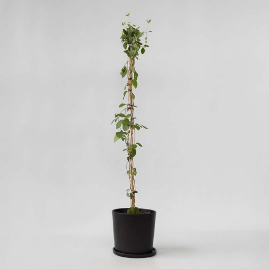 Florastore Kaprifol - Lonicera X Heckrotti 'American Beauty' - Höjd 110-120Cm - ⌀17Cm