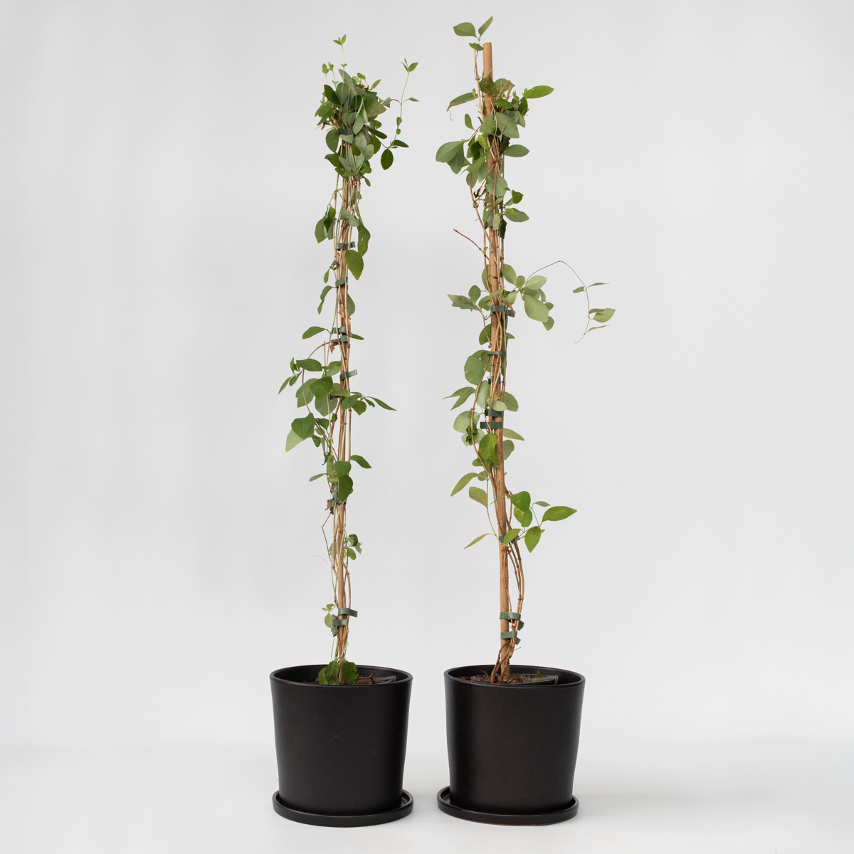Florastore Kaprifol - Set Om 2 - Lonicera X Heckrotti - Höjd 110-120Cm - ⌀17Cm