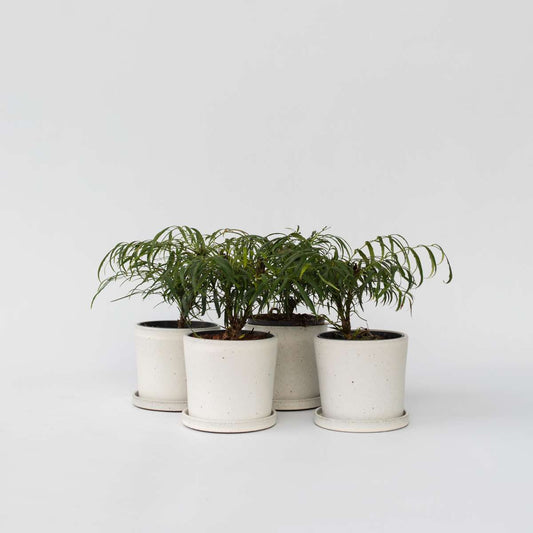 Florastore Mahonia Buske - Set Om 4 - Mahonia Eurybracteata - Höjd 30-40Cm - ⌀13Cm