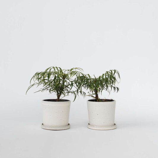 Florastore Mahonia Buske - Set Om 2 - Mahonia Eurybracteata - Höjd 30-40Cm - ⌀13Cm