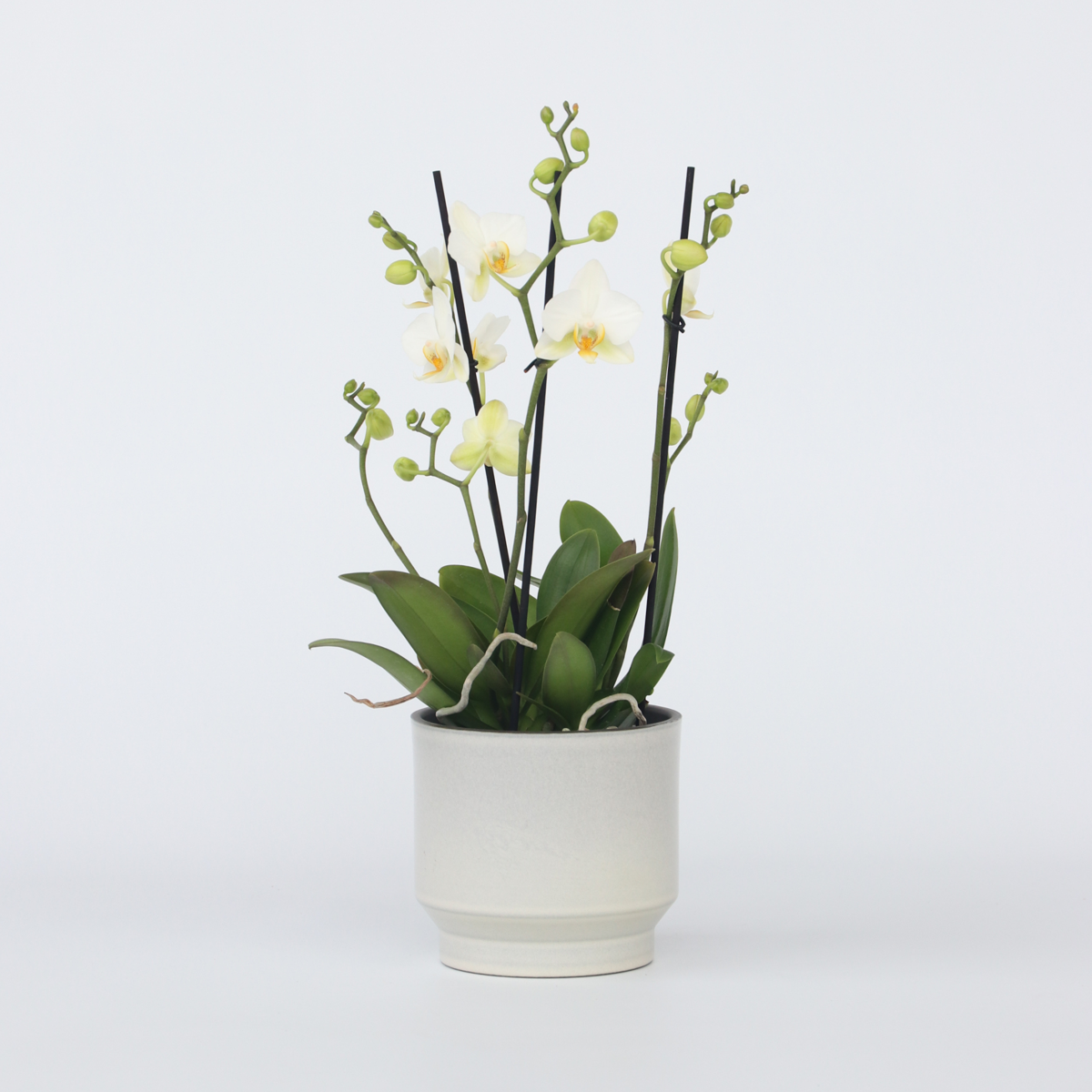 Florastore Brudorkidésläktet - Phalaenopsis Multiflora - Höjd 35-45Cm - ⌀12Cm