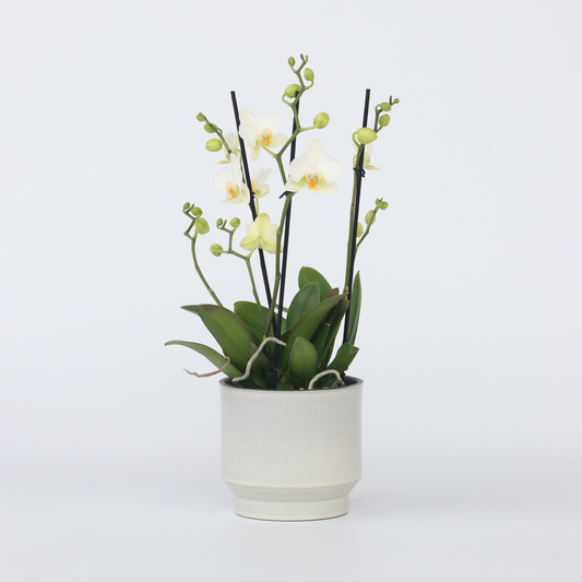 Florastore Brudorkidésläktet - Phalaenopsis Multiflora - Höjd 35-45Cm - ⌀12Cm