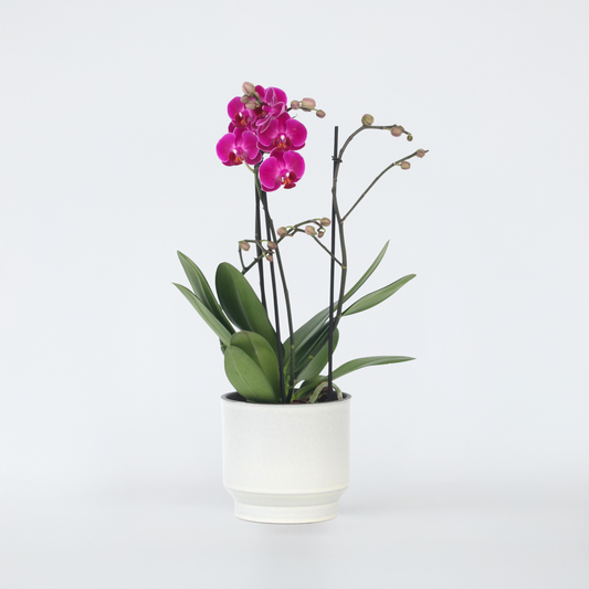 Florastore Brudorkidésläktet - Phalaenopsis Multiflora - Höjd 35-45Cm - ⌀12Cm