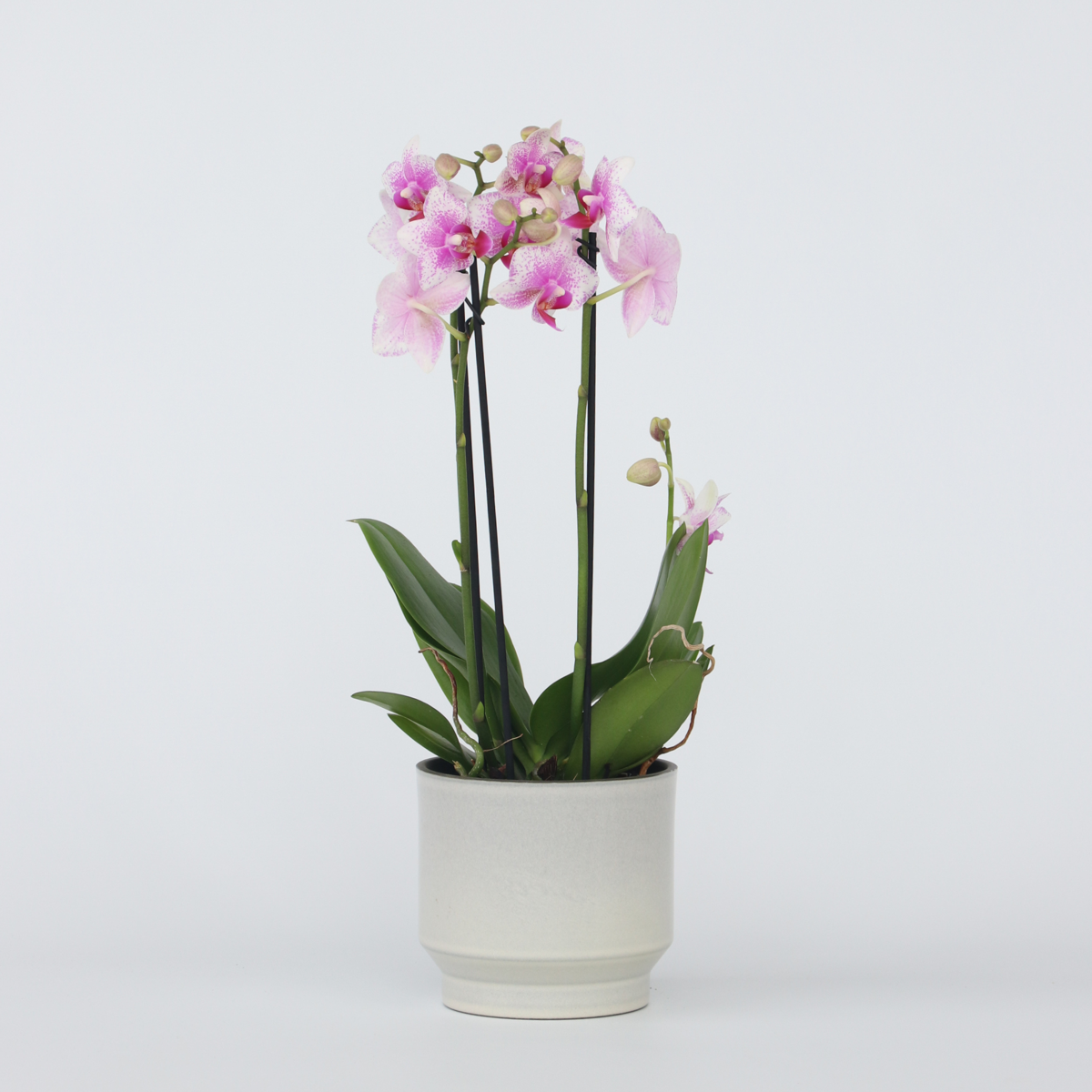Florastore Brudorkidésläktet - Phalaenopsis Multiflora - Höjd 35-45Cm - ⌀12Cm