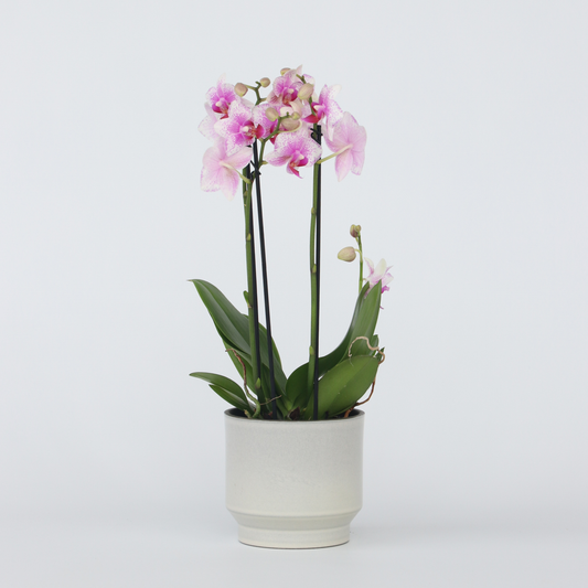 Florastore Brudorkidésläktet - Phalaenopsis Multiflora - Höjd 35-45Cm - ⌀12Cm
