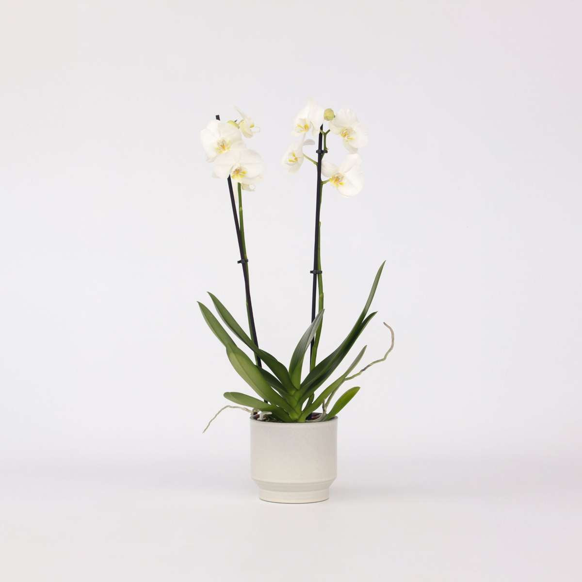 Florastore Brudorkidésläktet - Phalaenopsis - Höjd 50-60Cm - ⌀12Cm