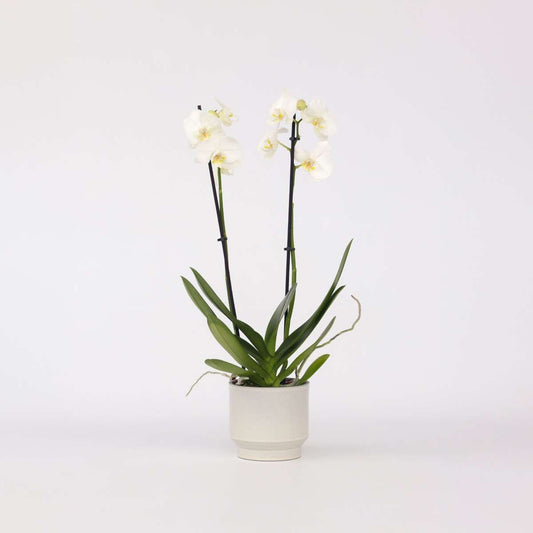 Florastore Brudorkidésläktet - Phalaenopsis - Höjd 50-60Cm - ⌀12Cm
