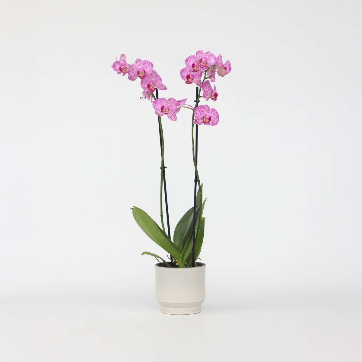 Florastore Brudorkidésläktet - Phalaenopsis - Höjd 50-60Cm - ⌀12Cm