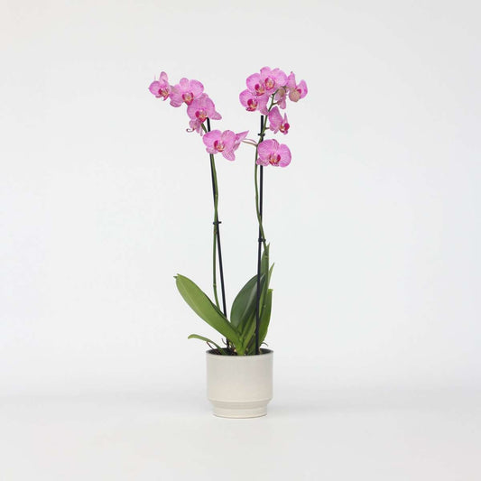 Florastore Brudorkidésläktet - Phalaenopsis - Höjd 50-60Cm - ⌀12Cm