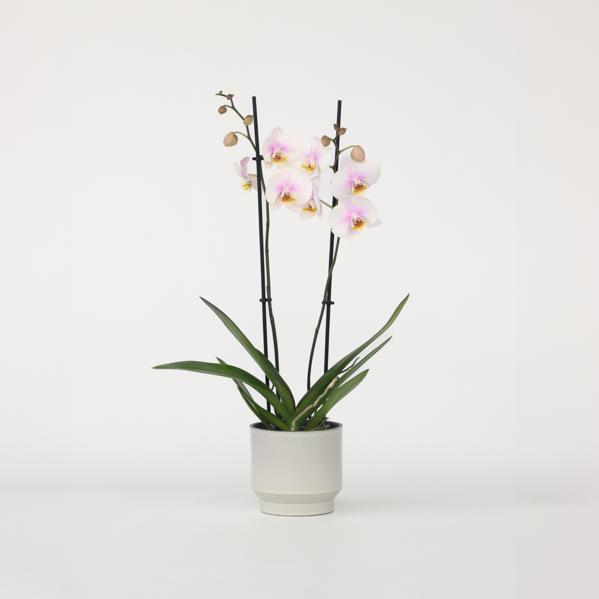 Florastore Brudorkidésläktet - Phalaenopsis - Höjd 50-60Cm - ⌀12Cm