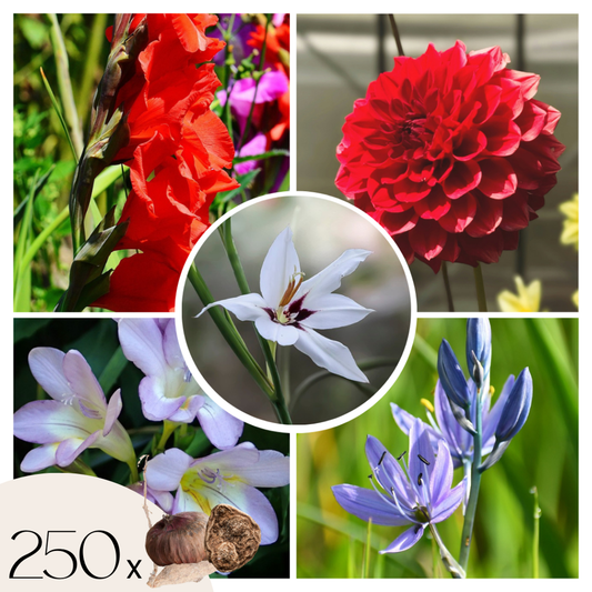Florastore Gladioluslökar - Set Om 250 - Bulbs From Holland - Blomlökar - Blå