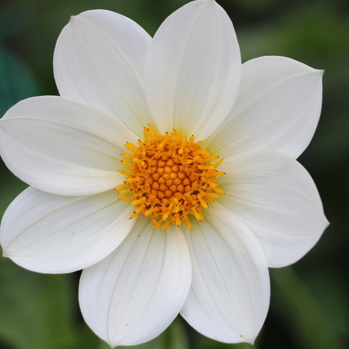 Bulb Mix Anemon - Set Om 250 - Bulb Garden Vj White - Blomlökar - Vit