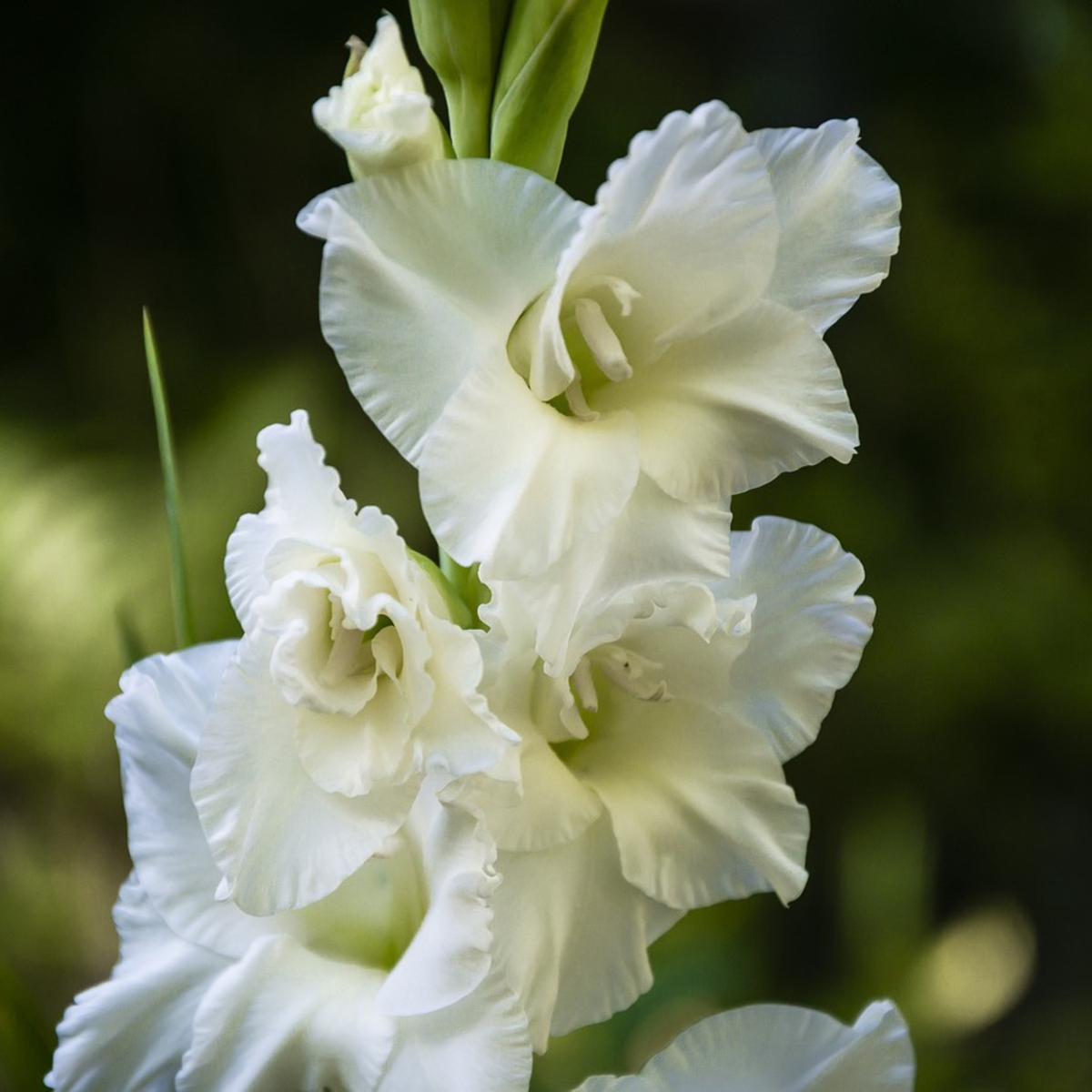 Bulb Mix Anemon - Set Om 250 - Bulb Garden Vj White - Blomlökar - Vit