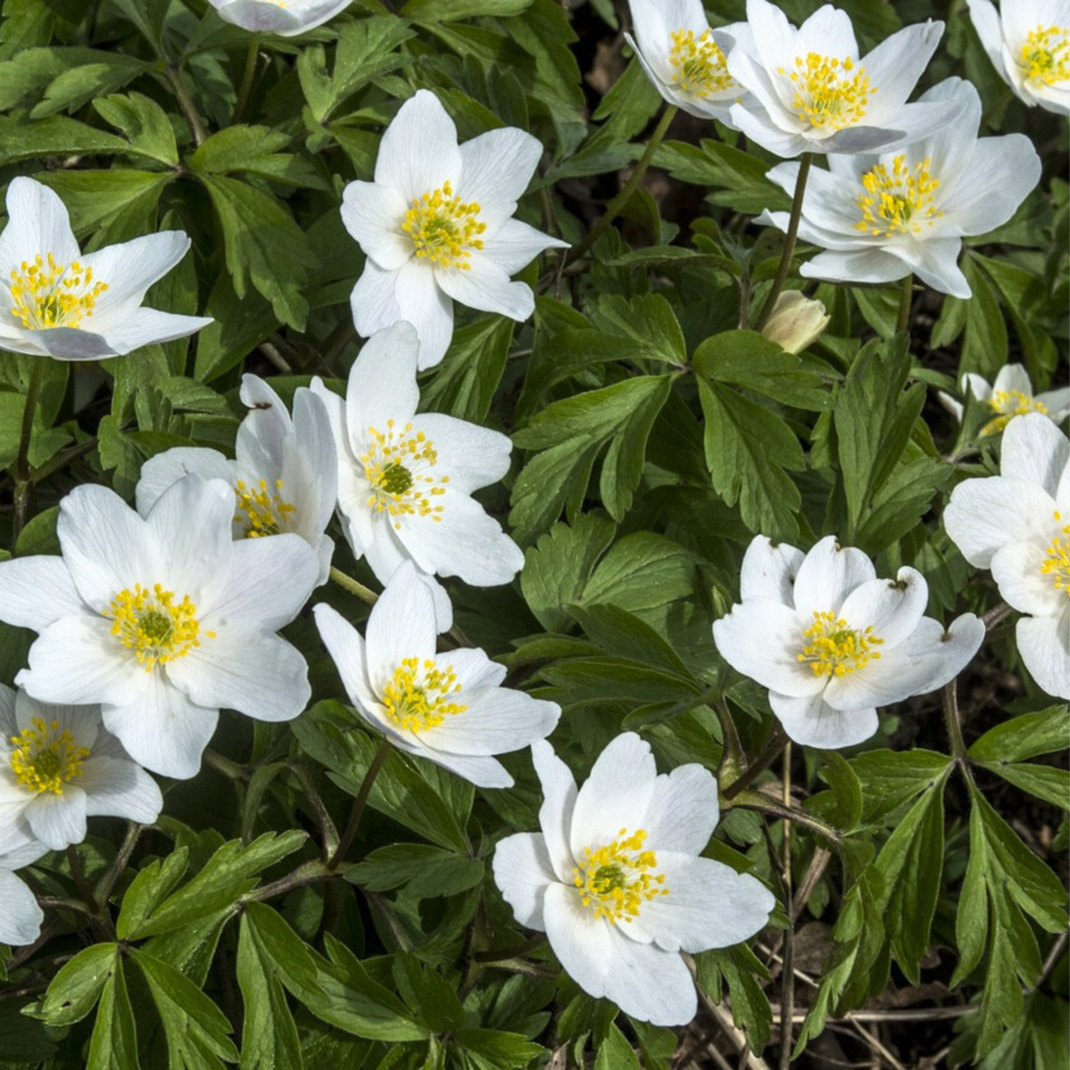 Bulb Mix Anemon - Set Om 250 - Bulb Garden Vj White - Blomlökar - Vit