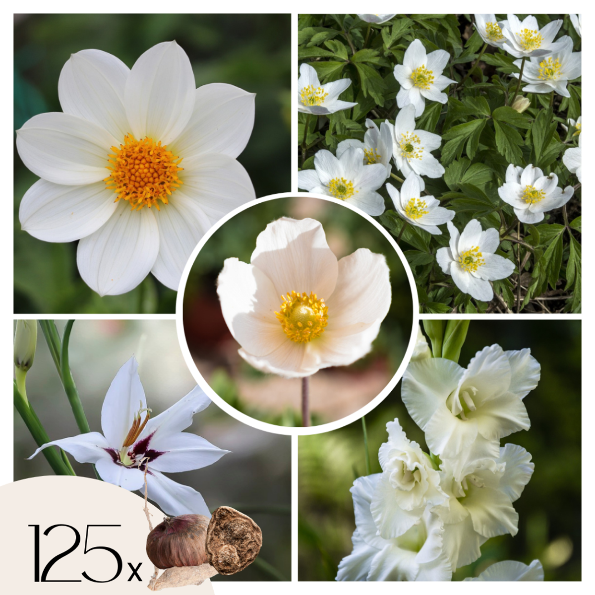 Florastore Anemon - Set Om 125 - Bulb Garden Vj White - Blomlökar - Vit