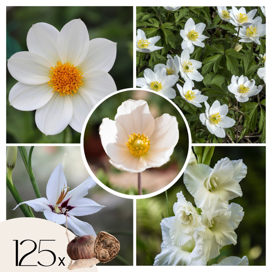 Florastore Anemon - Set Om 125 - Bulb Garden Vj White - Blomlökar - Vit
