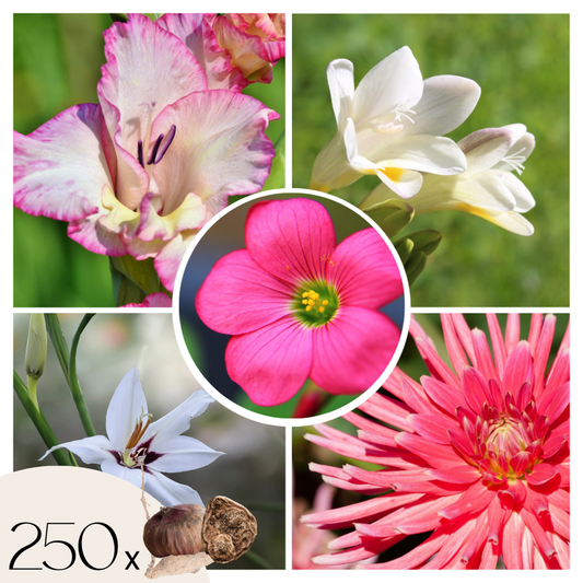 Florastore Lök Trädgård Rosa - Set Om 250 - Bulb Garden Vj Pink - Blomlökar - Rosa
