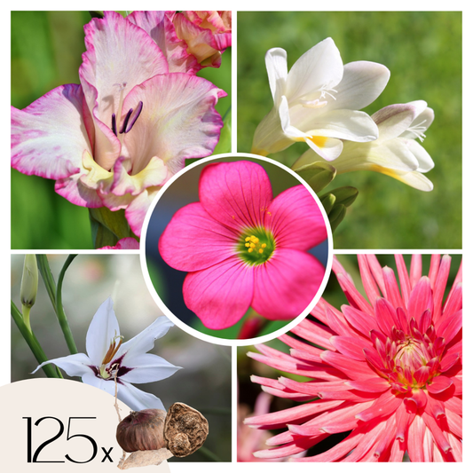 Florastore Lök Trädgård Rosa - Set Om 125 - Bulb Garden Vj Pink - Blomlökar - Rosa