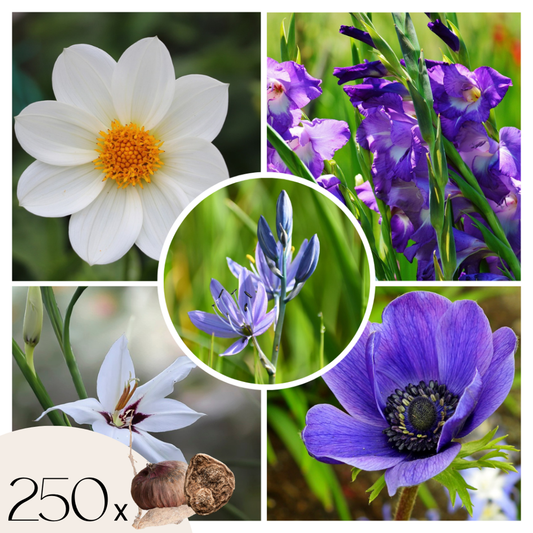Florastore Blomlökpaket - Set Om 250 - Bulb Garden Vj Blue - Blomlökar - Blå