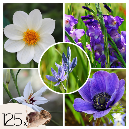 Florastore Lök Trädgård Blå - Set Om 125 - Bulb Garden Vj Blue - Blomlökar - Blå