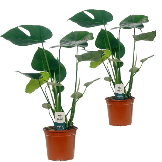 Florastore Hålväxt - Set Om 2 - Monstera Deliciosa - Höjd 45-55Cm - ⌀14Cm
