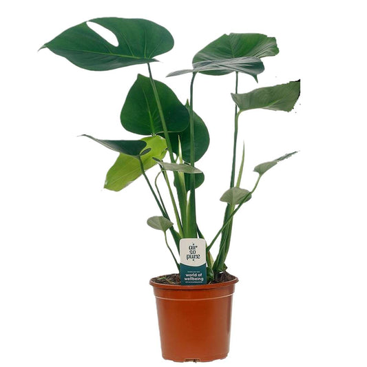 Florastore Hålväxt - Monstera Deliciosa - Höjd 45-55Cm - ⌀14Cm
