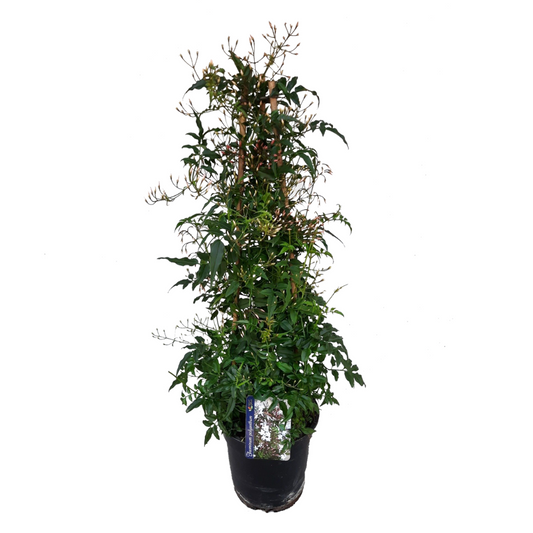 Florastore Jasmin - Jasminum Polyanthum - Höjd 60-70Cm - ⌀17Cm