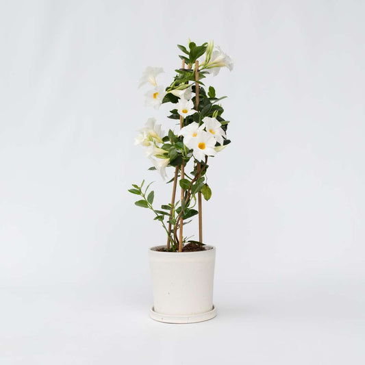 Florastore Bägarranka - Mandeville 'Rio White' - Höjd 60-70Cm - ⌀17Cm