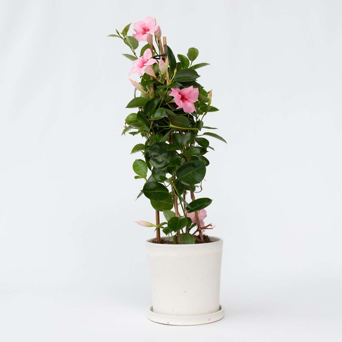 Florastore Bägarranka - Mandeville 'Rio Hot Pink' - Höjd 60-70Cm - ⌀17Cm
