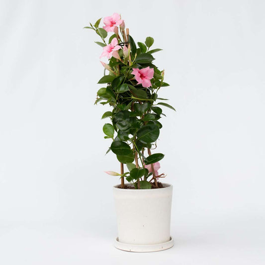 Florastore Bägarranka - Mandeville 'Rio Hot Pink' - Höjd 60-70Cm - ⌀17Cm
