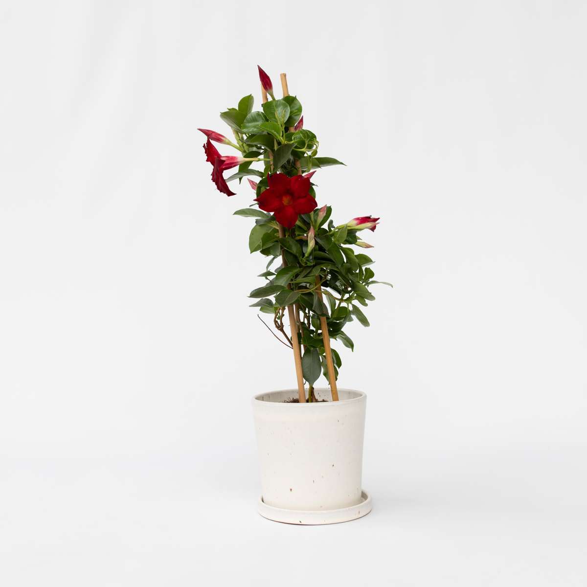 Florastore Bägarranka - Mandeville 'Rio Deep Red' - Höjd 60-70Cm - ⌀17Cm